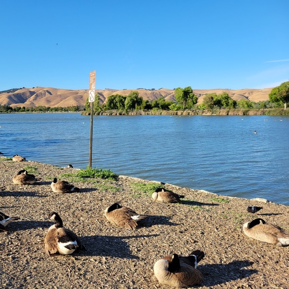 Meet your Posher, Isolde - Picture 1 of 1